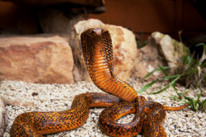 Goldie - Cape Cobra